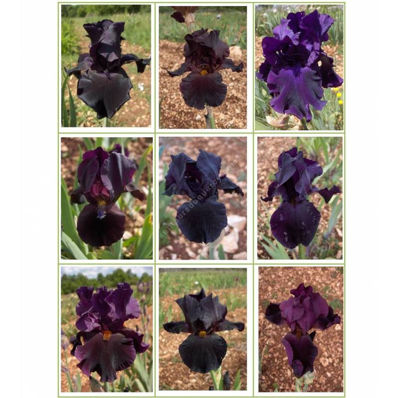 Collection d'iris noirs