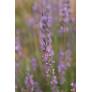 Lavandula x intermedia 'Seal', Lavandin