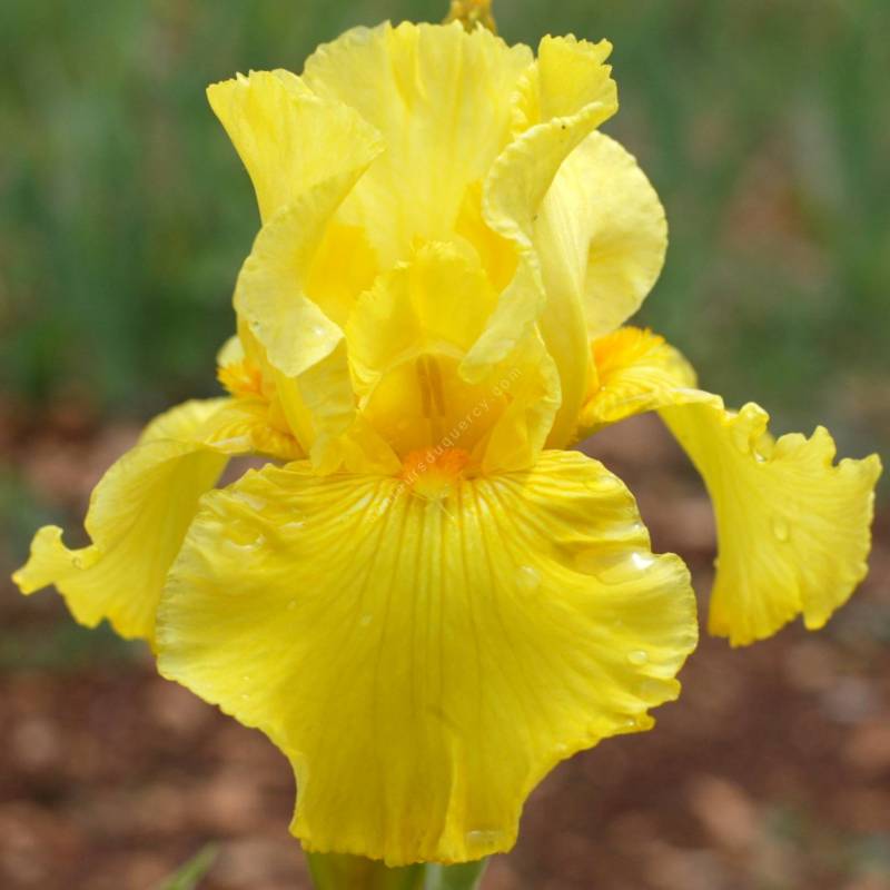 Iris des marais Jaune