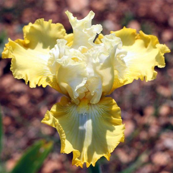 Iris 'Overjoyed' Iris 'Overjoyed'