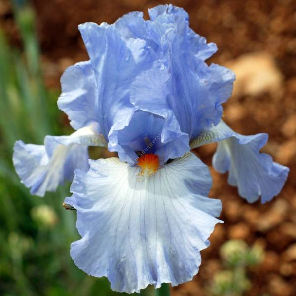 Iris 'Princesse Caroline de Monaco' Iris 'Princesse Caroline de Monaco'