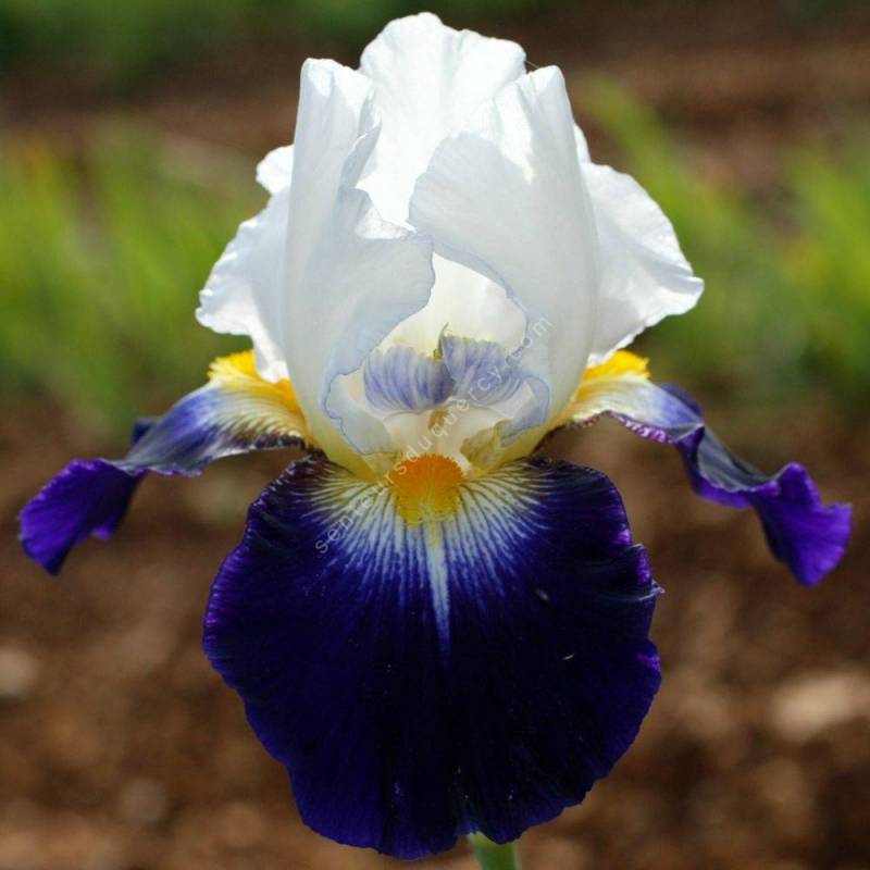 Iris 'Noctambule'