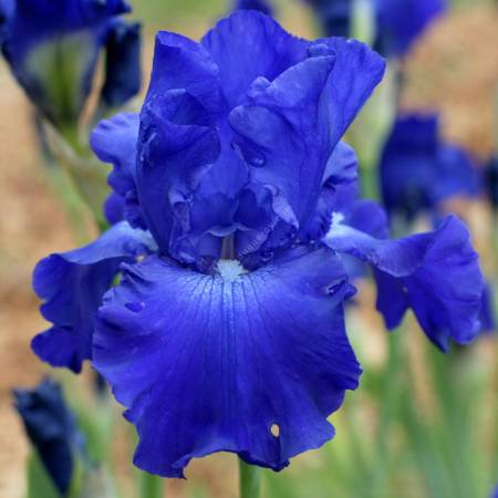 Iris 'Stellar Lights'