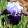 Iris 'Tempting Fate'