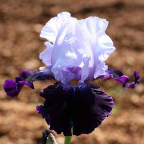 Iris 'Tempting Fate'