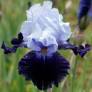 Iris 'Tempting Fate'