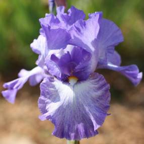 Iris 'Silhouette'