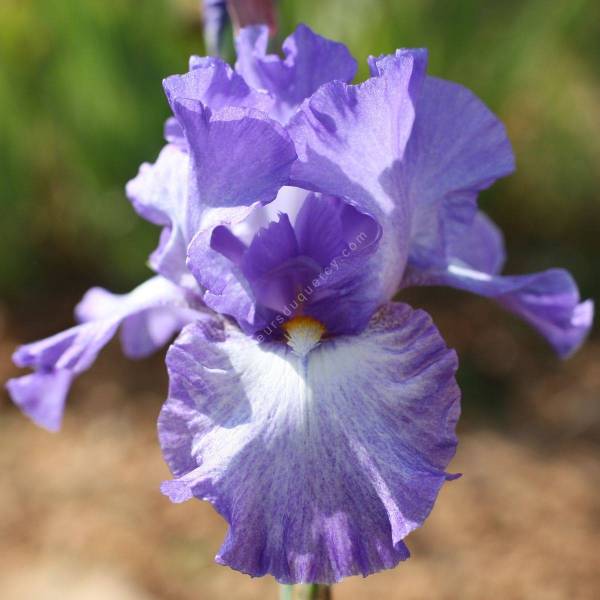 Iris 'Silhouette' Iris 'Silhouette'