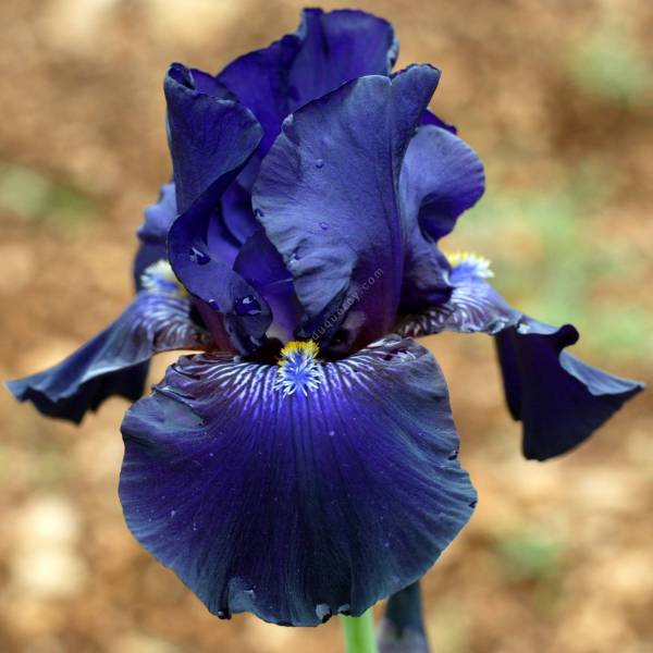 Iris 'Violette Toulousaine' - Grand iris de jardin bleu