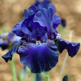 Iris 'Violette Toulousaine'