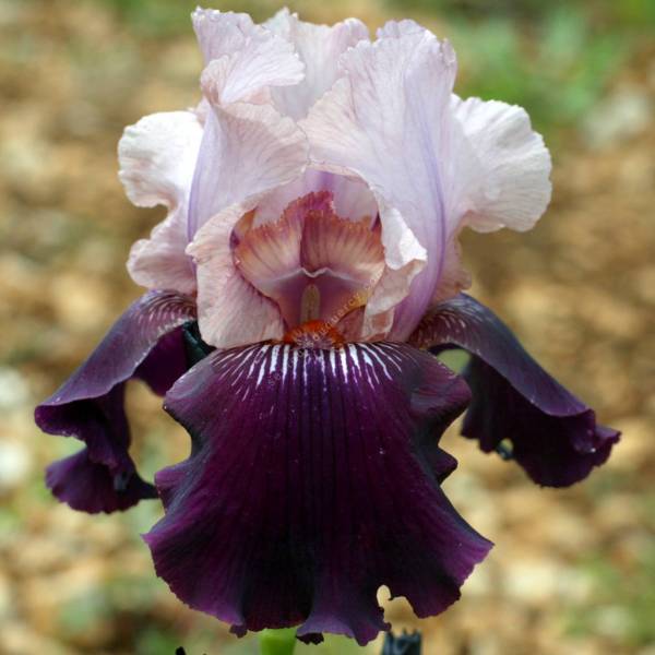 Iris 'Pétale' Iris 'Pétale'