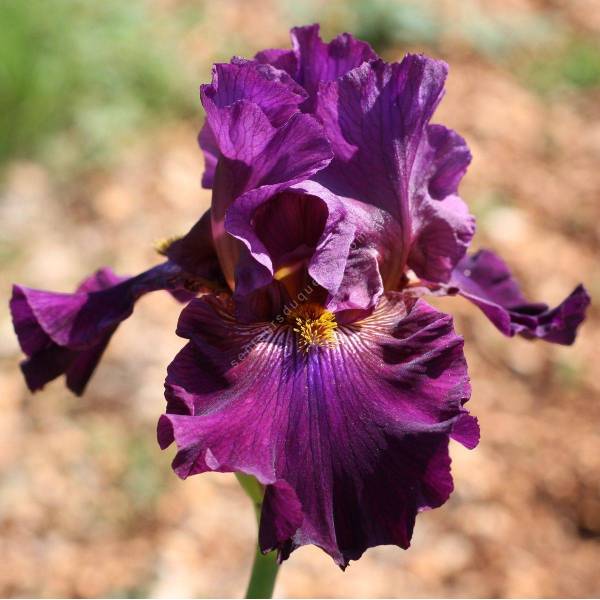 Iris 'Prune de Saint Jean'