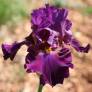 Iris 'Prune de Saint Jean'