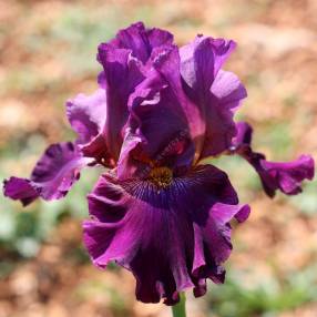 Iris 'Prune de Saint Jean'