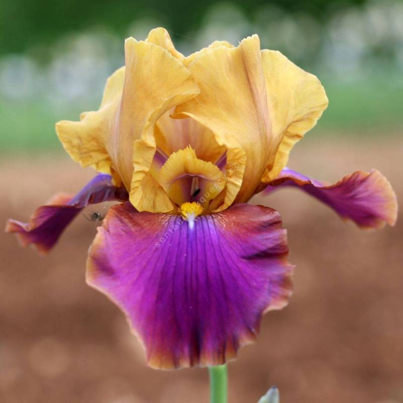 Iris 'Syncopation'