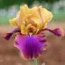 Iris 'Syncopation'
