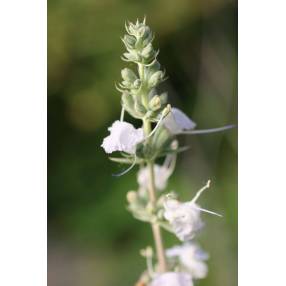 Sauge blanche sacrée - Salvia apiana - Vivace arbustive