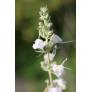 Salvia apiana - Sauge blanche