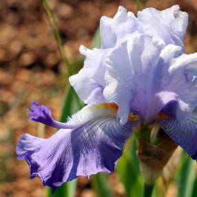 Iris 'Wing Commander'