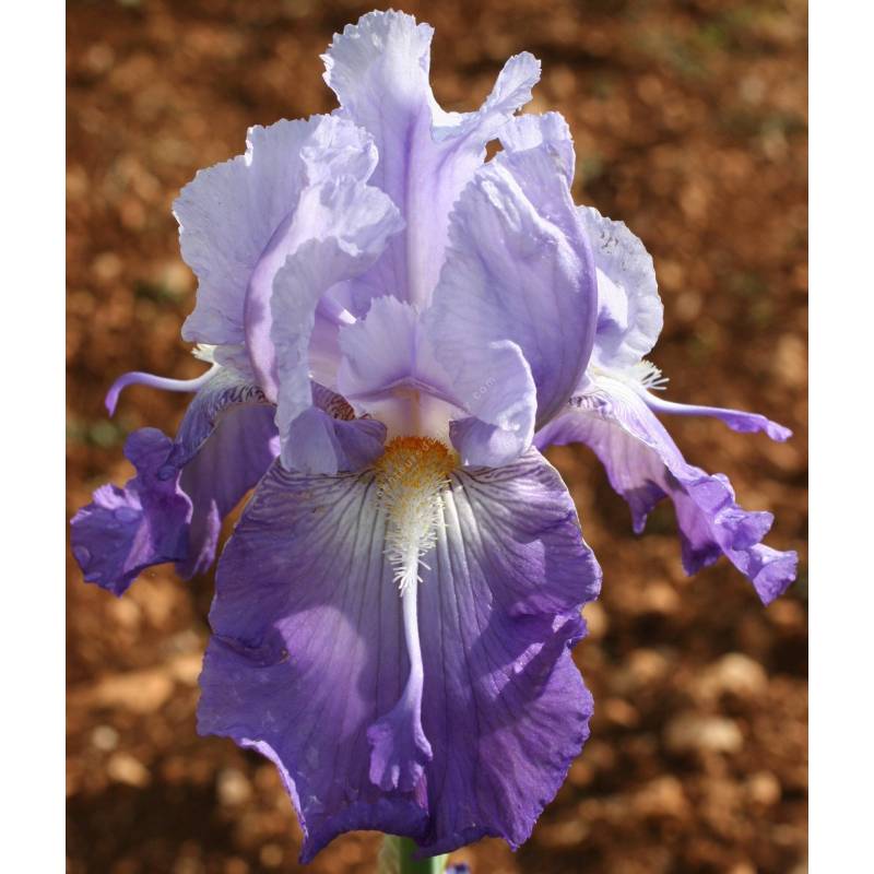 Iris 'Wing Commander'