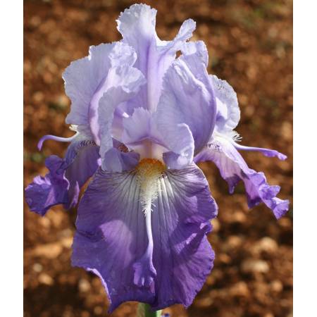 Iris 'Wing Commander'