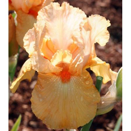 Iris 'Sunrise Sunset'