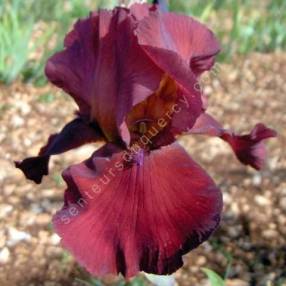 Iris 'Samourai Warrior'