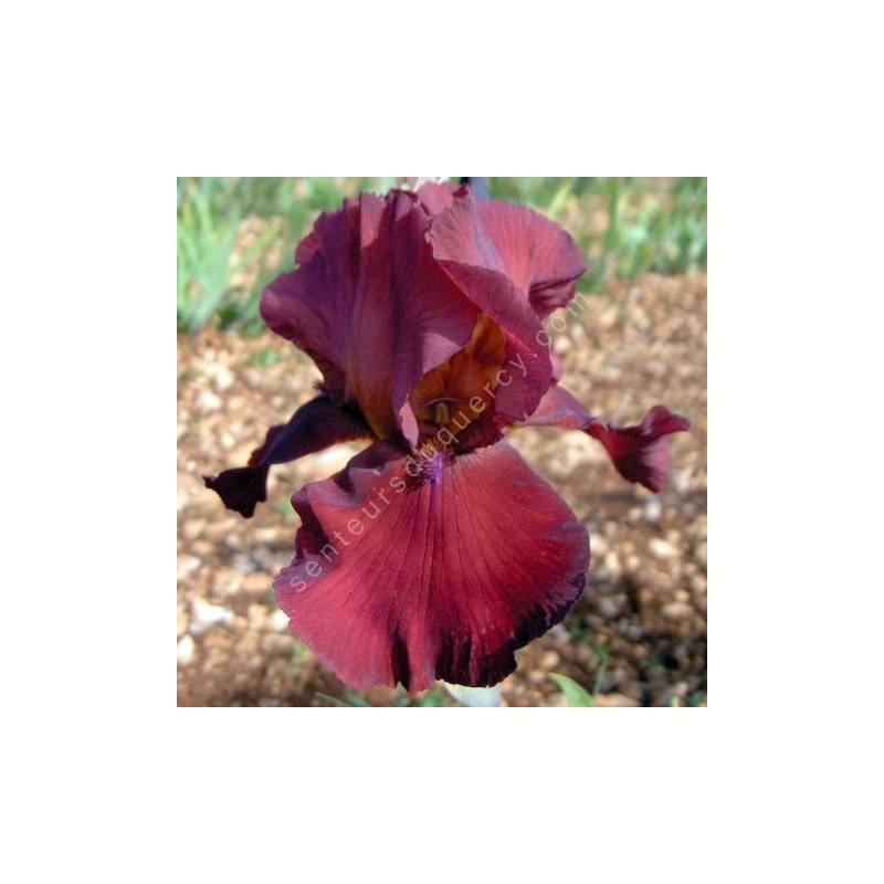 Iris 'Samourai Warrior'