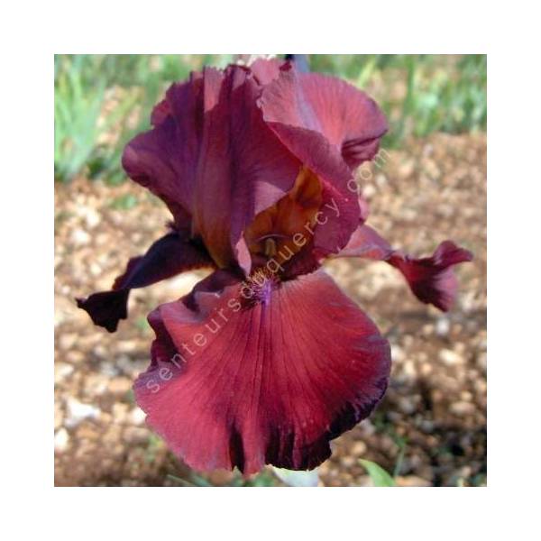 Iris 'Samourai Warrior' Iris 'Samourai Warrior'