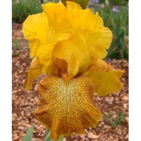 Iris 'Shaft of Gold'