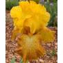 Iris 'Shaft of Gold'
