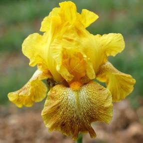 Iris 'Shaft of Gold'