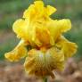 Iris 'Shaft of Gold'