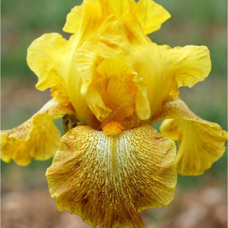 Iris 'Shaft of Gold'