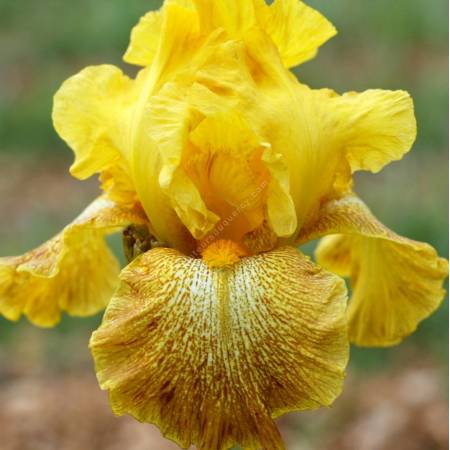 Iris 'Shaft of Gold'