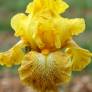 Iris 'Shaft of Gold'