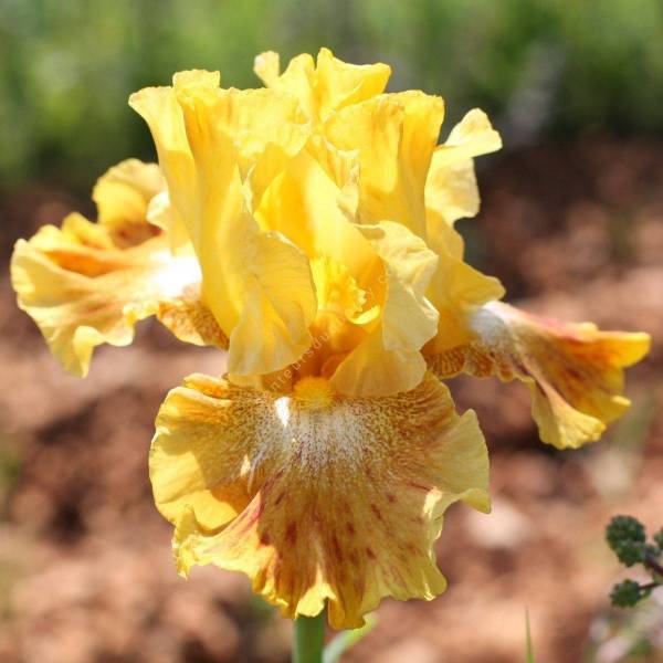 Iris 'Shoot Out' Iris 'Shoot Out'