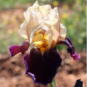 Iris 'Samarcande Grège'