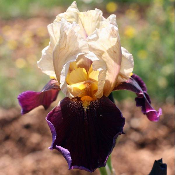 Iris 'Samarcande Grège' Iris 'Samarcande Grège'