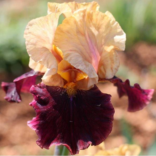 Iris 'Rustic Royalty' Iris 'Rustic Royalty'