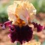 Iris 'Rustic Royalty'