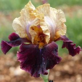 Iris 'Rustic Royalty'
