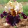 Iris 'Rustic Royalty'