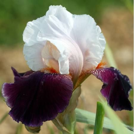 Iris 'Roman Rythm'