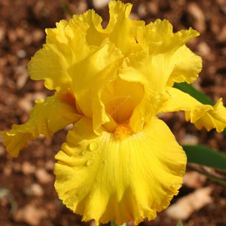 Iris 'Pure as Gold'