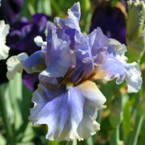 Iris 'Matin et Soir'