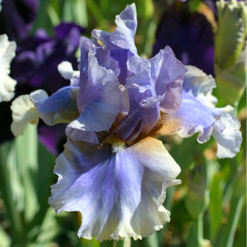 Iris 'Matin et Soir'