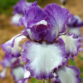Iris 'Mariposa Autumn'