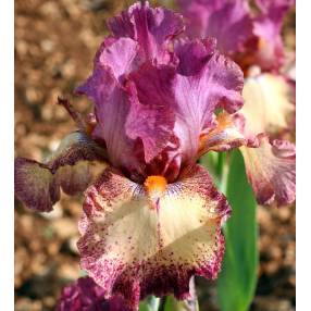 Iris 'Rock Star'