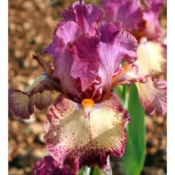 Iris 'Rock Star' Iris 'Rock Star'